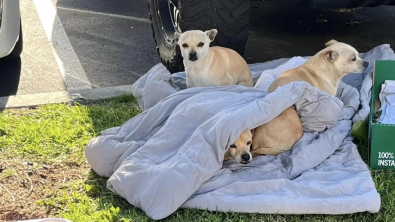 Illustration : Abandonnés dans la rue avec une couverture et un carton pour seul abri, 3 petits chiens âgés restent unis dans l’adversité (vidéo)