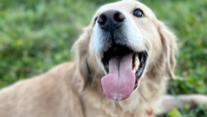 Illustration : "Condamné à une fin de vie très sombre, ce Golden Retriever s’est entièrement reconstruit avec l’aide de ses humains (vidéo)"