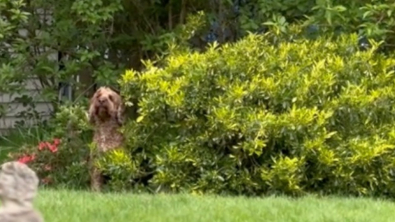 Illustration : Pour profiter de son jardin plus longtemps, ce Cockapoo a trouvé un stratagème hilarant (vidéo)