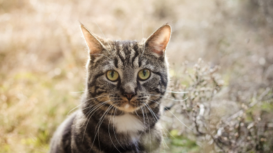 Illustration : "Une Normande fait la rencontre d’un chat à proximité de chez elle et remonte le fil de son histoire grâce à sa puce électronique"