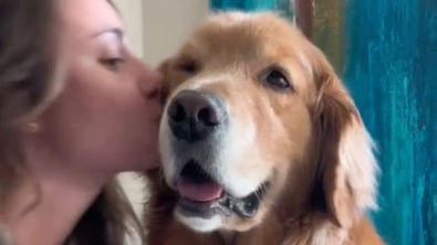 Illustration : Découvrez comment Brady le Golden Retriever réclame des bisous à sa maîtresse de la plus mignonne des façons (vidéo)