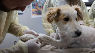 Illustration : Coincé dans un cactus, ce chiot errant reçoit l’aide providentielle d’une bonne samaritaine qui l’emmène d’urgence à l’hôpital (vidéo)