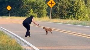 Illustration : "Durant un voyage, 2 femmes font la rencontre d’une chienne en danger et décident de lui venir en aide (vidéo)"