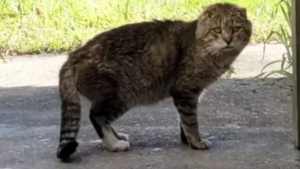 Illustration : "Grâce à la ténacité d’une femme au grand cœur, Tom-Tom le chat errant profite désormais d’une seconde chance dans la vie (vidéo)"