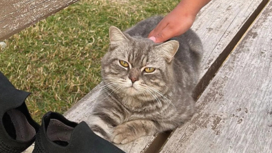 Illustration : "Couché sur un banc en espérant attirer l’attention des passants, ce chat errant amical cherche le foyer dont il a toujours rêvé"