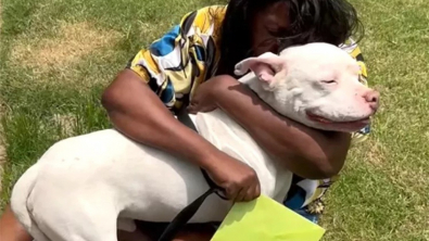 Illustration : "Par un concours de circonstances, un Pitbull disparu depuis de longues années renoue avec la famille de son ancienne maîtresse (vidéo)"