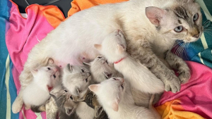 Illustration : "Afin d’offrir une chance dans la vie à ses chatons, une chatte errante choisit le bon endroit pour leur donner naissance"