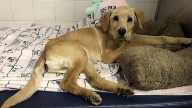 Illustration : "Cheddar, le chiot Golden Retriever qui a survécu à la maltraitance et trouvé un nouveau foyer"