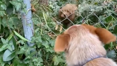 Illustration : "Fascinée par un congénère se trouvant de l’autre côté de la grille de son jardin, une chienne met en place un rituel attendrissant (vidéo)"