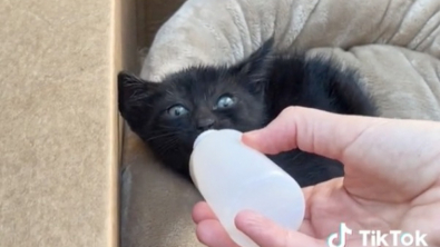 Illustration : Abandonné sur une autoroute fréquentée, un petit chaton reçoit l’aide providentielle d’un homme héroïque (vidéo)