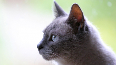 Illustration : "Après avoir disparu durant plus de 11 ans, un chat réapparait grâce à l’action d’une bénévole en faveur de la stérilisation féline"