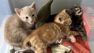 Illustration : "Pensant recevoir un colis, une femme fait la rencontre de 3 chatons déposés chez elle par un livreur (vidéo)"