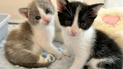 Illustration : "Secouru alors qu’il était atteint d’un handicap moteur, un chaton a pu compter sur son frère félin tout au long de son parcours (vidéo)"