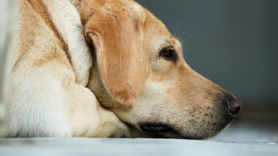 Illustration : Après une mésaventure inquiétante avec son chien, une propriétaire tire la sonnette d’alarme sur les huiles essentielles