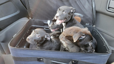 Illustration : Au volant de sa voiture, un homme repère une valise en mouvement et fait la rencontre de 4 chiots