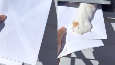 Illustration : Ce chat s’applique quotidiennement à taquiner un facteur en l’empêchant de délivrer le courrier (vidéo)