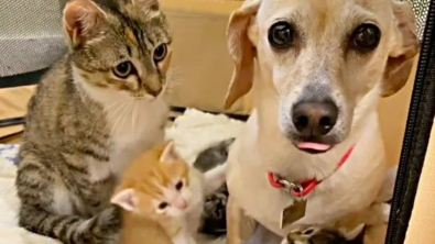 Illustration : Arrivée dans sa famille d’accueil alors qu’elle était gestante, cette chatte n’accorde pleinement sa confiance qu’à la chienne du foyer