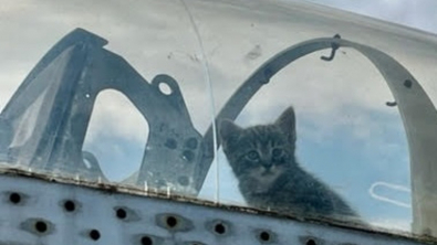 Illustration : À la recherche d’un endroit sécurisé pour accoucher, une chatte trouve refuge dans le cockpit d’un avion