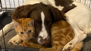 Illustration : "L’adorable rituel quotidien d’un chien et d’un chat inséparables"