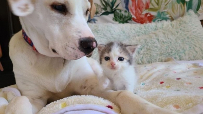 Illustration : Une chienne prend sous son aile un chaton sauvé de la rue et lui ouvre une porte vers sa nouvelle vie