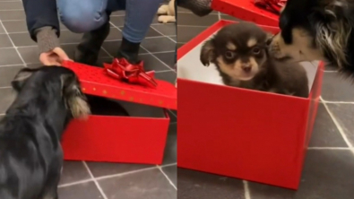 Illustration : Lenny le Chihuahua découvre son nouveau compagnon de jeu dans une boîte-cadeau