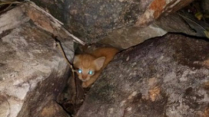 Illustration : "Mobilisation générale pour sauver Mufasa, un chaton qui s’est mis en danger parce qu’il n’avait nulle part où aller"