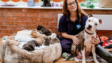 Illustration : "À la veille de Noël, les bénévoles d’un refuge se donnent pour objectif de trouver des familles pour 8 chiots et leur courageuse maman"