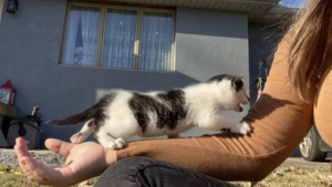 Illustration : "Caché dans un garage, un jeune chat dévoile sa présence aux propriétaires grâce à ses miaulements insistants"