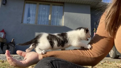 Illustration : Caché dans un garage, un jeune chat dévoile sa présence aux propriétaires grâce à ses miaulements insistants