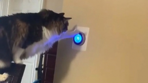 Illustration : "Ils pensent à un problème technique quand leur thermostat devient déficient, puis comprennent que leur chat n’y est pas pour rien (vidéo)"
