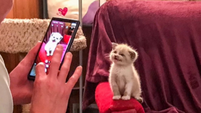 Illustration : Les internautes séduits par un chaton révélant son plus beau sourire durant un shooting photo