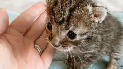 Illustration : "Les progrès encourageants d’un chaton orphelin âgé de quelques jours"