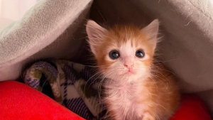 Illustration : "Malgré ses problèmes de santé, ce chaton est devenu un pilier pour ceux qui l’ont côtoyé "