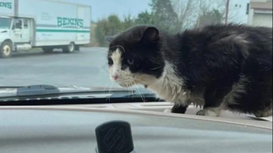 Illustration : Remarquant la présence d’un chat errant sur un parking, une femme décide d’agir et lui offre une seconde chance