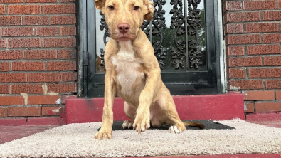 Illustration : Pour sortir de sa situation, un chiot s’installe sur le paillasson d’une maison et attend qu’on le remarque