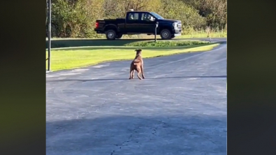 Illustration : "Chaque jour, cette chienne rescapée attend patiemment le retour de celui qui lui a sauvé la vie (vidéo)"