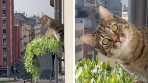 Illustration : "Ce chat reproche à son voisin de s’installer sur son propre balcon en lui jetant des regards désapprobateurs (vidéo)"