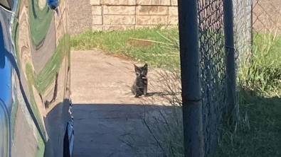 Illustration : Assis devant une habitation, ce chaton demandait de l’aide et a reçu bien plus que ce qu’il espérait