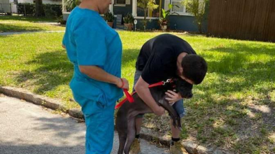 Illustration : Un homme sans domicile fixe se bat pour obtenir un travail afin de pouvoir récupérer son chien 