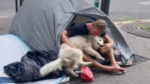 Illustration : "Grâce à sa chienne « extraordinaire » à l’égard d’un sans-abri, un homme reçoit une belle leçon de vie (vidéo)"