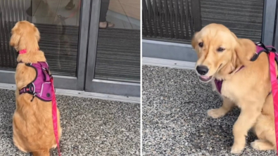 Illustration : À la grande surprise de sa maîtresse, cette chienne adore se rendre chez le vétérinaire et le fait savoir (vidéo)