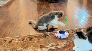 Illustration : "Un chat de 16 ans retrouve son âme de chaton lorsqu’il découvre un nouveau jouet dans sa maison (vidéo)"