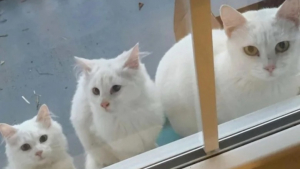 Illustration : "Une chatte se présente à la fenêtre d’une maison accompagnée de ses 2 chatons et son lot de surprises"