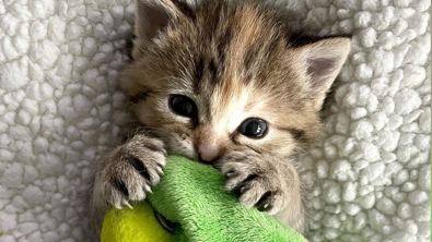 Illustration : "Abandonné alors qu’il n’avait que quelques jours, ce chaton trouve du réconfort auprès de peluches soigneusement sélectionnées par sa mère d’accueil"