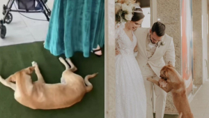 Illustration : "En s’invitant à un mariage, un chien errant suscite l’émotion et bouleverse son destin"