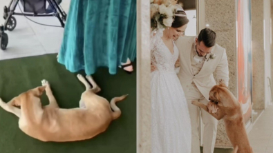 Illustration : En s’invitant à un mariage, un chien errant suscite l’émotion et bouleverse son destin