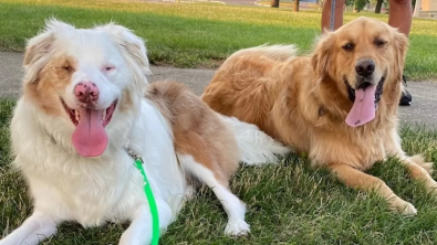 Illustration : Aveugle et sourd, ce chien a une tradition très touchante lorsqu’il retrouve son meilleur ami Golden Retriever (vidéo)