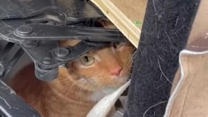 Illustration : "Au moment d’un déménagement, un chat disparaît du domicile de ses maîtres et se retrouve dans un magasin d’occasion (vidéo)"