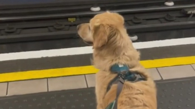 Illustration : "Fan des trajets en métro, ce chien illumine la journée des passagers (vidéo)"