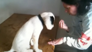 Illustration : "Abandonnée à l’âge de 2 mois, cette chienne atteinte de surdité rejoint une famille ayant à cœur de lui enseigner la langue des signes (vidéo)"